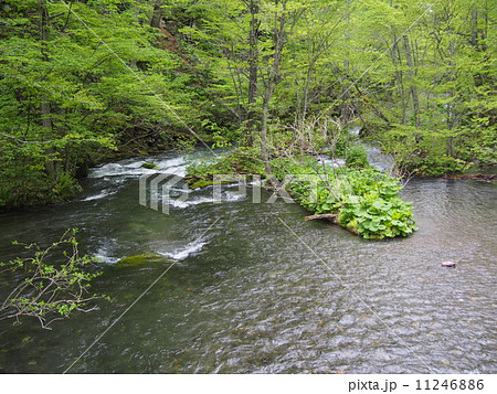 新緑の奥入瀬渓流 11246886