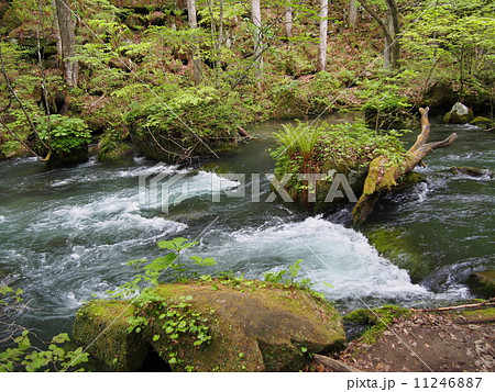 新緑の奥入瀬渓流 11246887