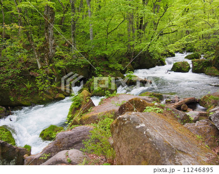 新緑の奥入瀬渓流 11246895