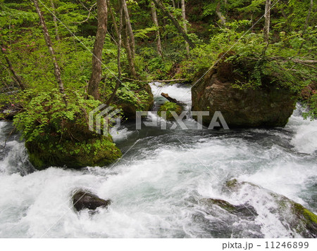 新緑の奥入瀬渓流 11246899