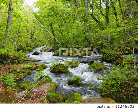 新緑の奥入瀬渓流 11246902