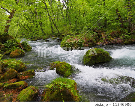 新緑の奥入瀬渓流 11246906