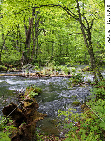 新緑の奥入瀬渓流 11246908