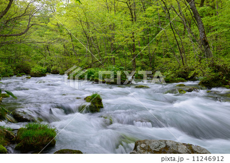 新緑の奥入瀬渓流 11246912