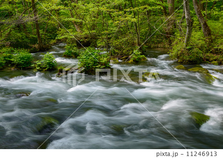 新緑の奥入瀬渓流 11246913