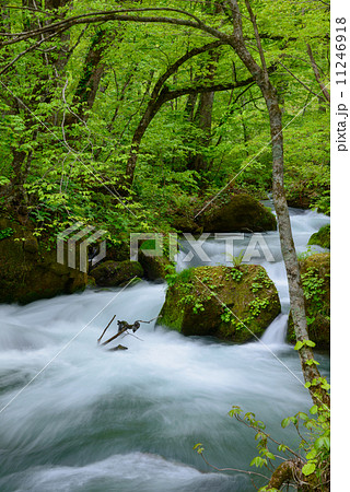 新緑の奥入瀬渓流 11246918