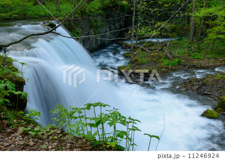 新緑の奥入瀬渓流 11246924