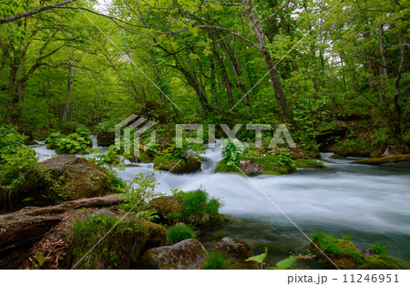 新緑の奥入瀬渓流 11246951