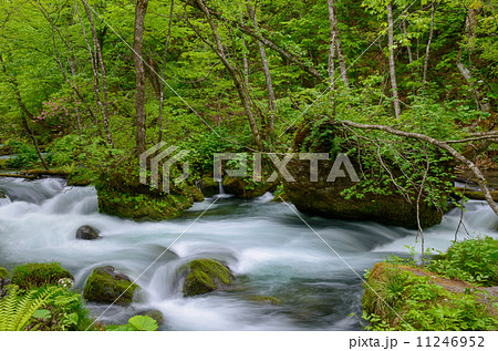 新緑の奥入瀬渓流 11246952