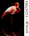 フラミンゴ３ 11247064