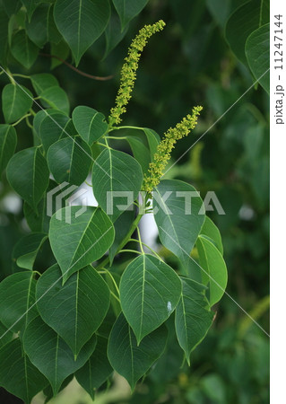 自然 植物 ナンキンハゼ ② 自然 植物 ナンキンハゼ ② 11247144
