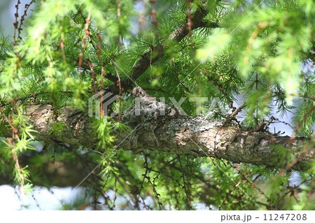 コサメビタキ(Brown Flycatcher)の巣作り in 北海道 11247208