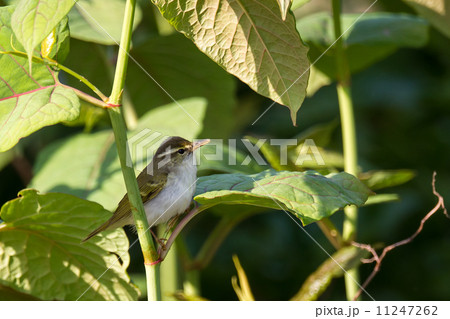 センダイムシクイ7 センダイムシクイ7 11247262