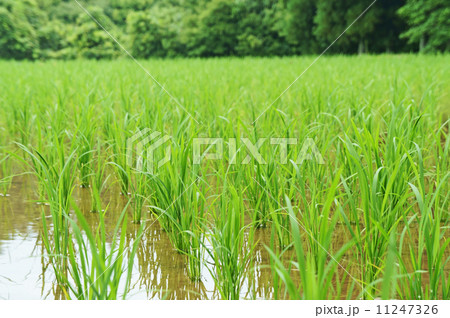 田植え後の稲 田植え後の稲 11247326