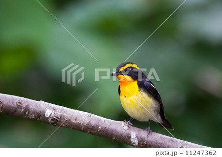 キビタキ４ 11247362