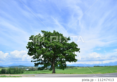 セブンスターの木 11247413