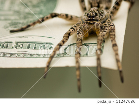 Spyder on money ready for attack Spyder on money ready for attack 11247636