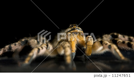 Creepy spider tarantula Creepy spider tarantula 11247651