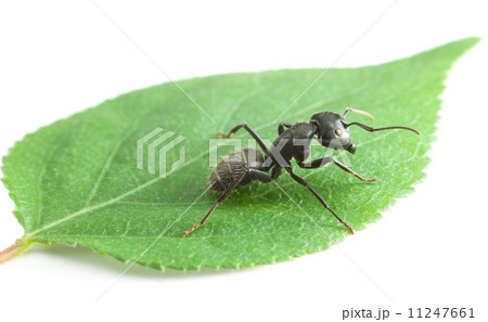 Macro of big ant on leaf Macro of big ant on leaf 11247661