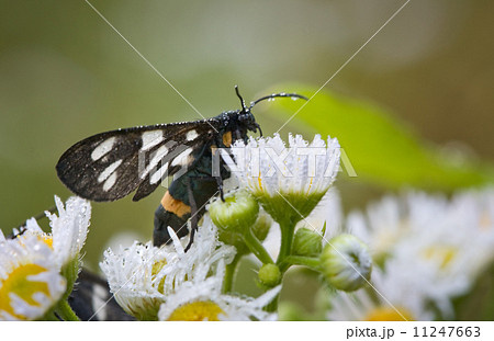 Morning dew on butterfly and daisy 11247663