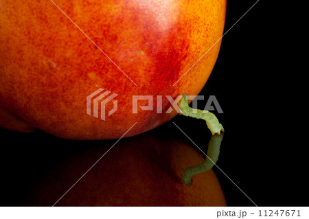 Pest caterpillar ready to climb on peach Pest caterpillar ready to climb on peach 11247671
