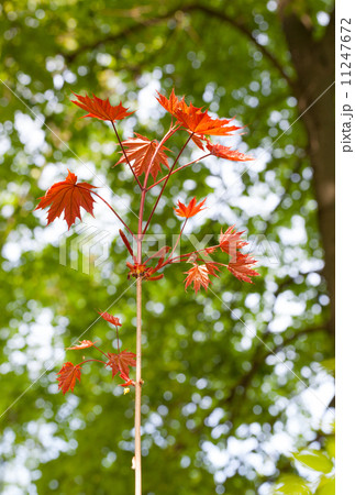 New and old maple tree 11247672