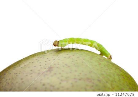 Side view of geometrid climbing on pear 11247678
