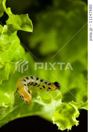 Feeding pest caterpillar 11247680