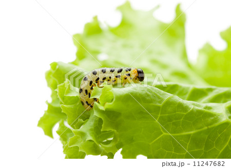 Pest yellow caterpillar on lettuce 11247682