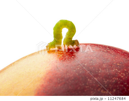 Codling moth caterpillar on peach 11247684