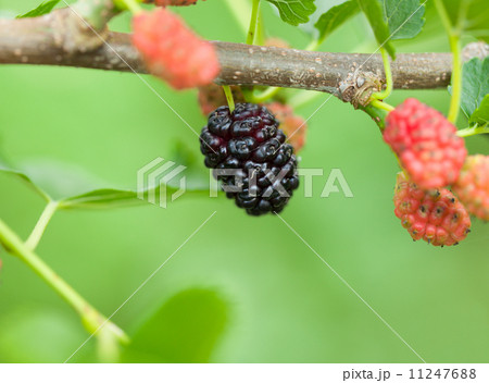 Ripe black mulberry Ripe black mulberry 11247688