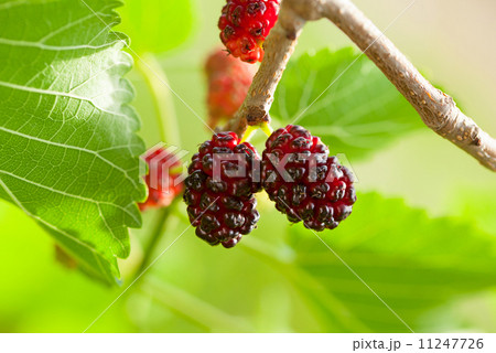 Macro of mulberry 11247726