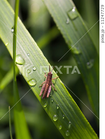 Tiny grasshopper 11247729
