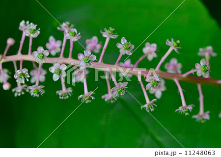 ヨウシュヤマゴボウ 11248063