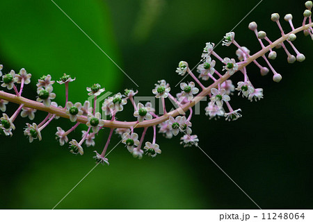 ヨウシュヤマゴボウ 11248064