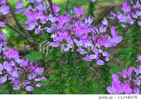 クレオメ 11248076