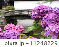 アジサイと石橋 11248229