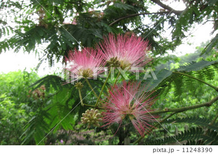 ネムノキ 11248390