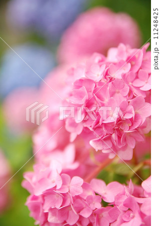 桃色の紫陽花 11248425