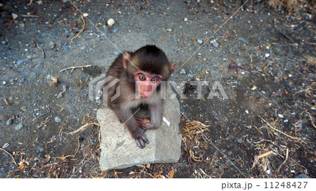 波勝崎の野猿 波勝崎の野猿 11248427