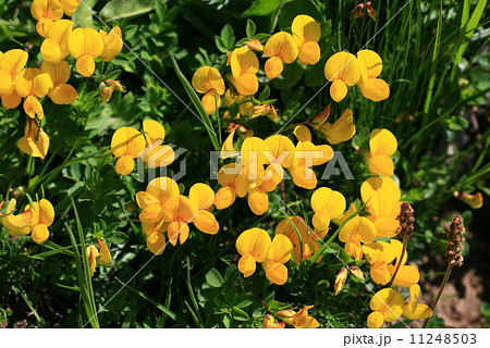 スイスの高山植物　ミヤコグサ 11248503