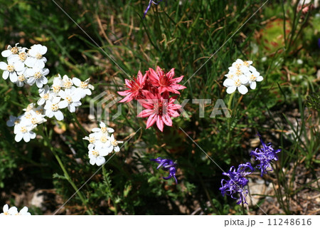 スイスの高山植物　3種類 11248616