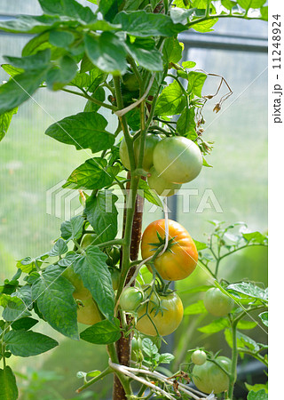Tomatoes ripening in the greenhouse 11248924
