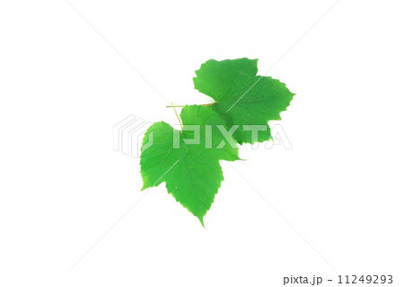葉の背景素材・葡萄（デラウェア）の葉・２枚横位置 11249293