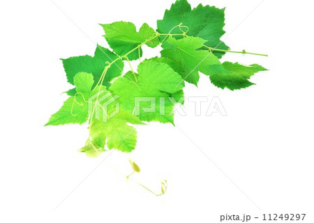 葉の背景素材・葡萄（デラウェア）の枝葉・1枝複数枚横位置 11249297