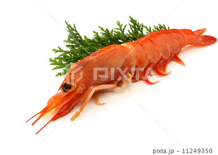 赤海老　アルゼンチン赤海老　生　食材　白背景 11249350
