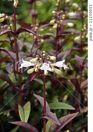 ペンステモン・ハスカーレッド 11250033