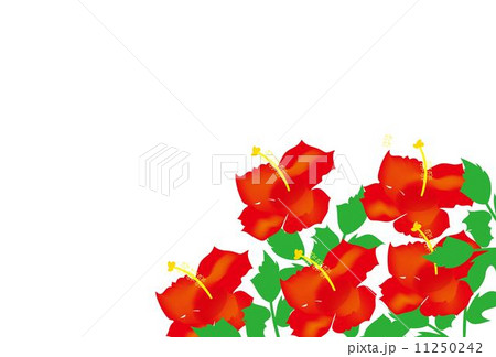 常夏の国のハイビスカスの花 11250242