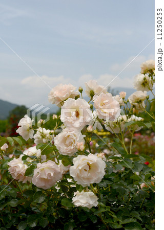 ロココ ロココ 11250253