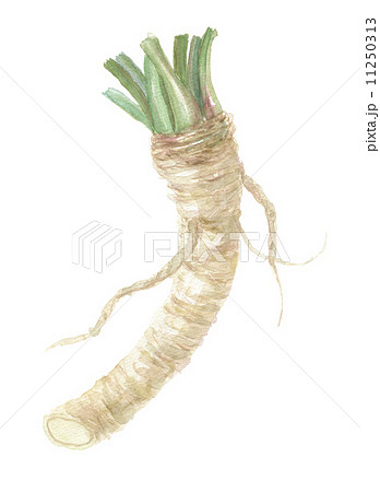 ホースラディッシュ 11250313